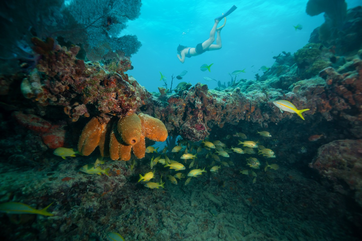 Top Snorkeling Spots in Florida for Crystal-Clear Views