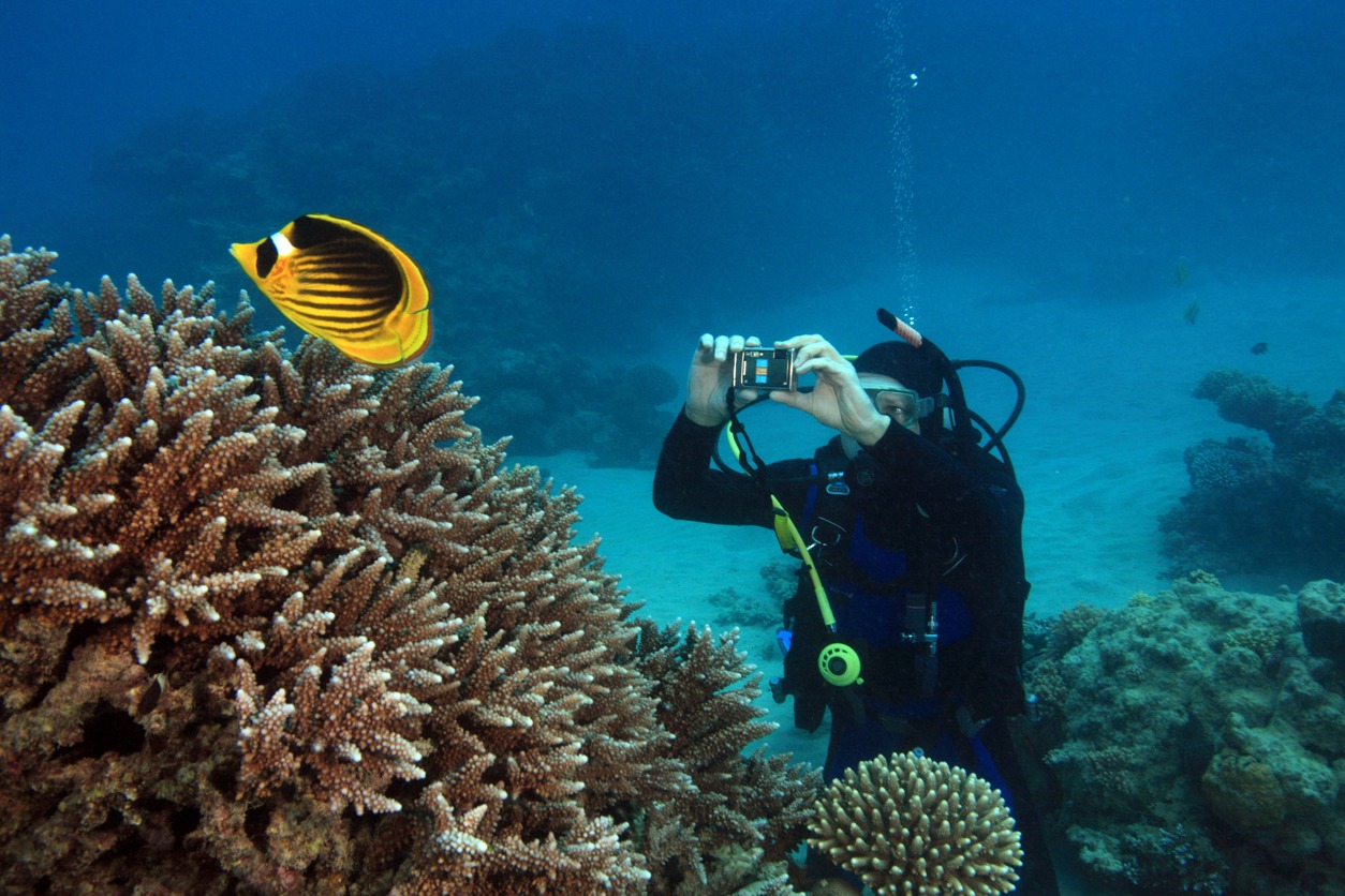 Marine Life in the Red Sea