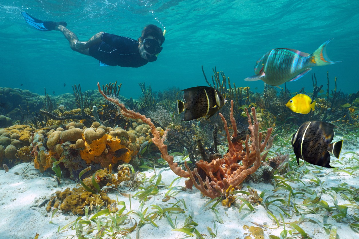 Caribbean sea colorful coral reef man snorkeling