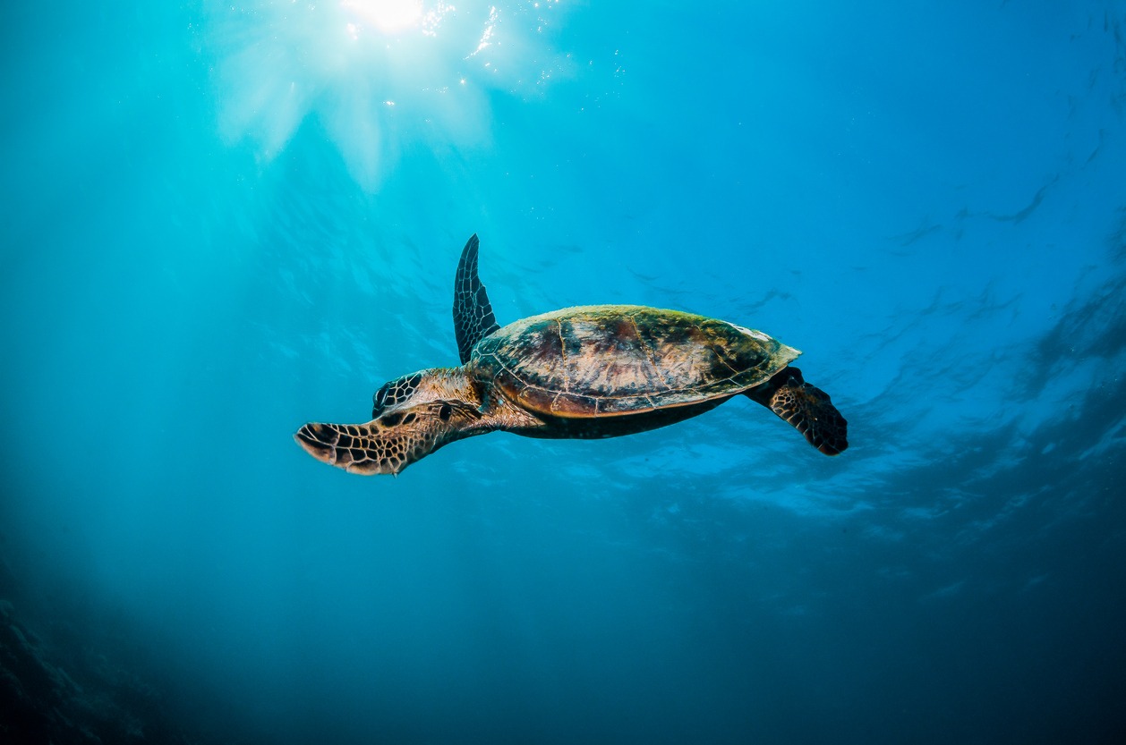 Sea Turtles and Rays