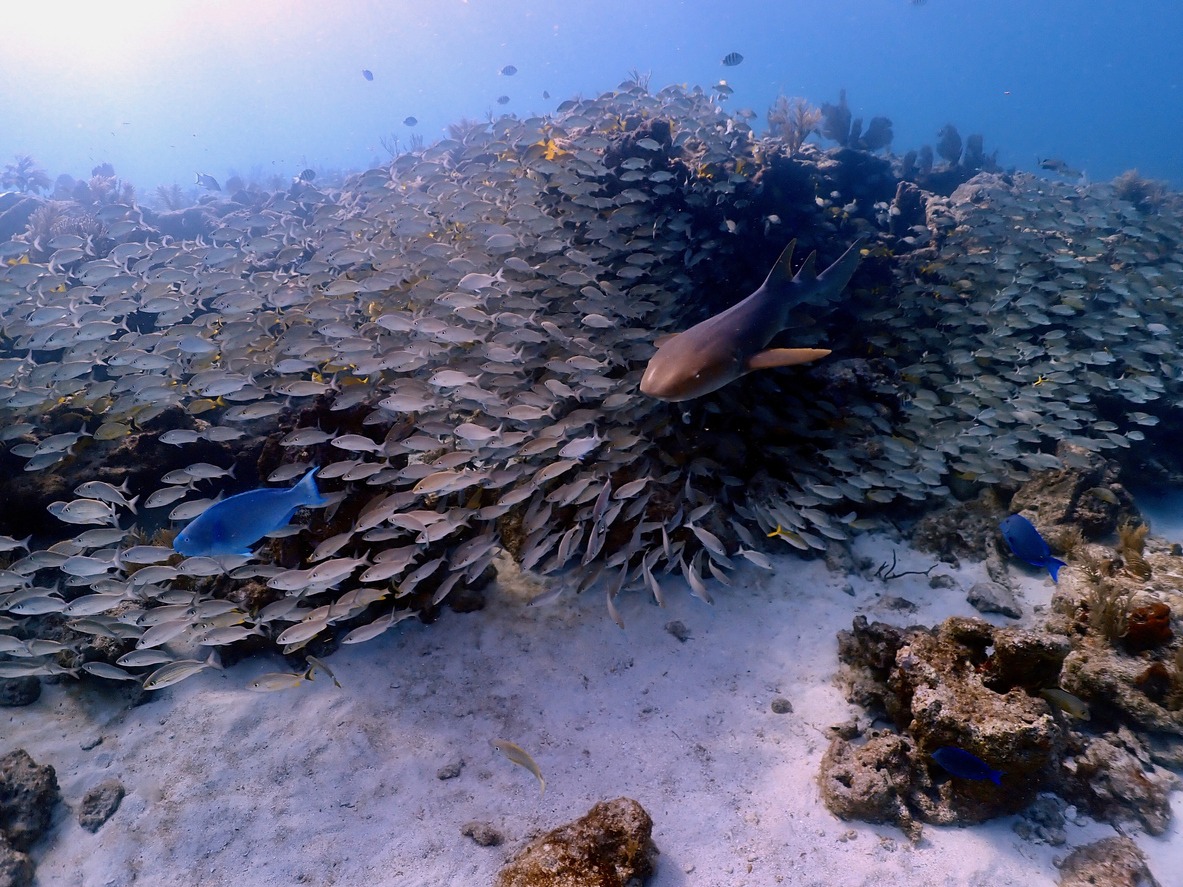 Florida Keys' Underwater World