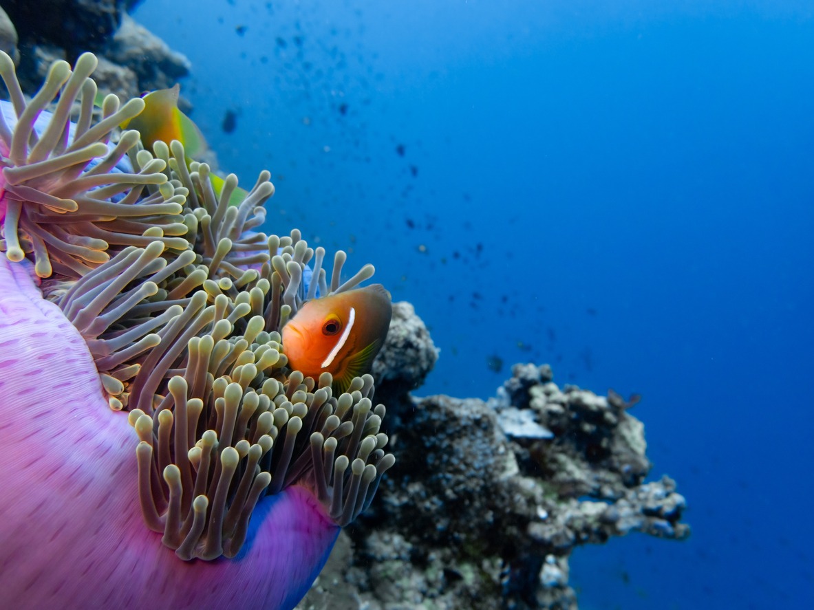 Maldive anemonefish
