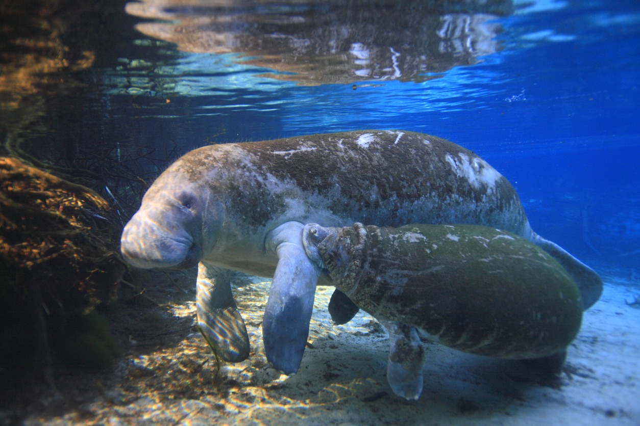 Crystal River Manatee Haven