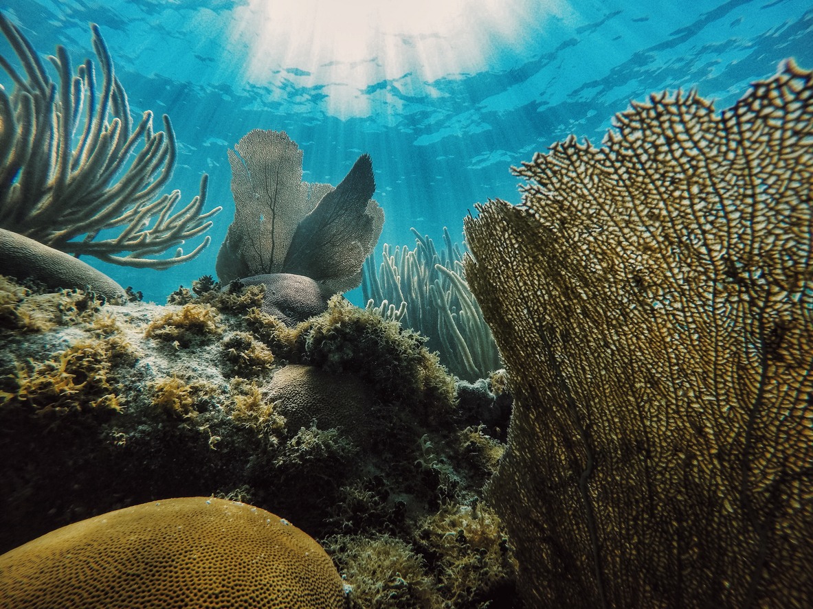 Key West Coral Gardens