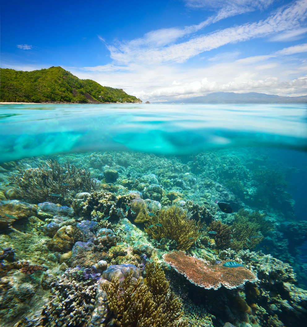 Getting to Apo Island