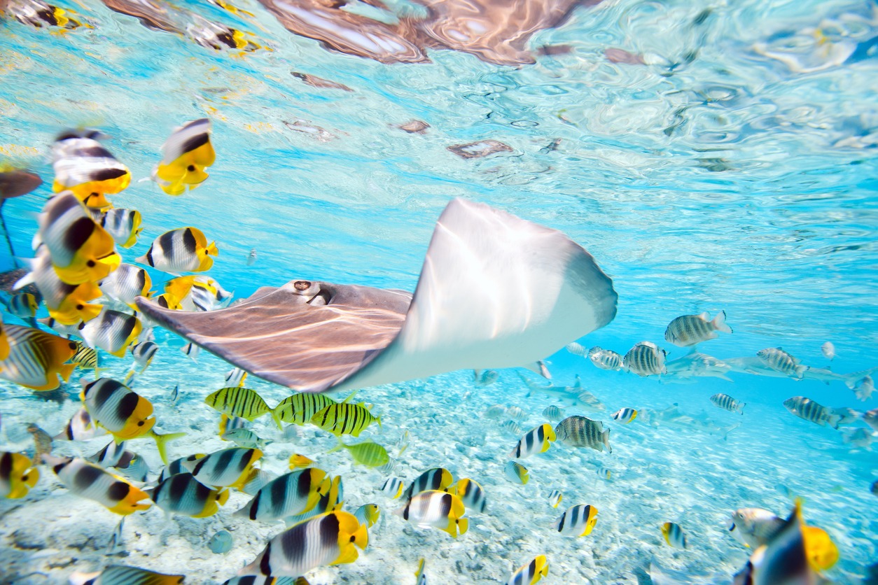 BoraBora underwater