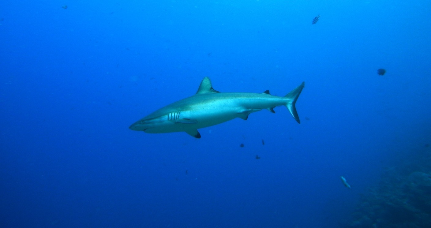 Beqa Lagoon's Shark Encounters