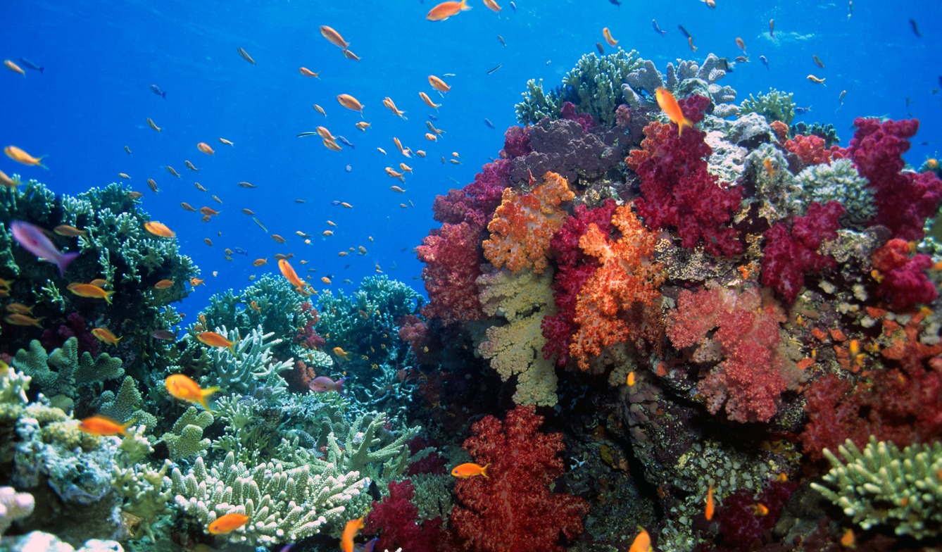 Taveuni's Soft Coral Capital