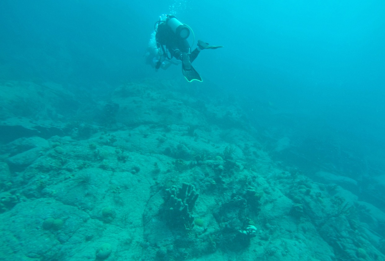 Marine Life in BVI Waters