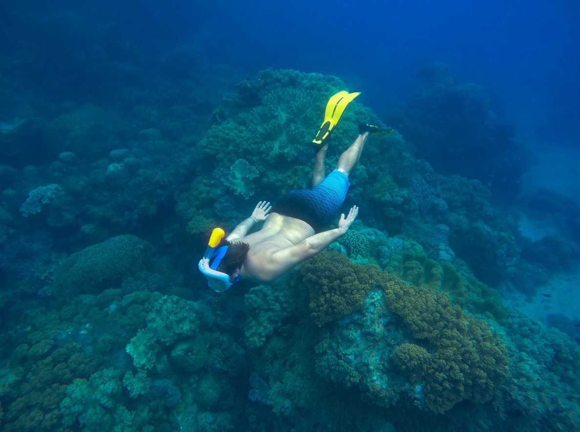 Snorkeling in Apo Island