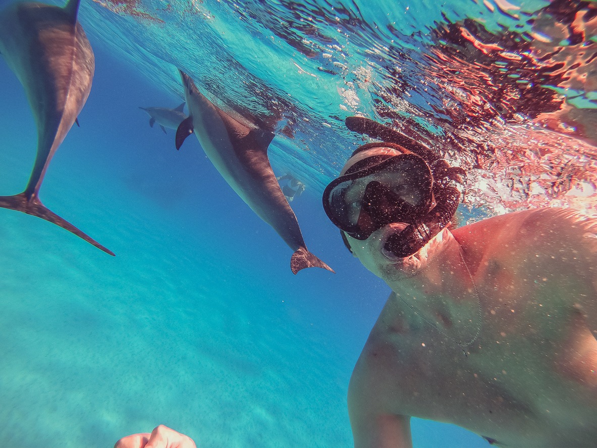 The guy swims with dolphins in the open sea 