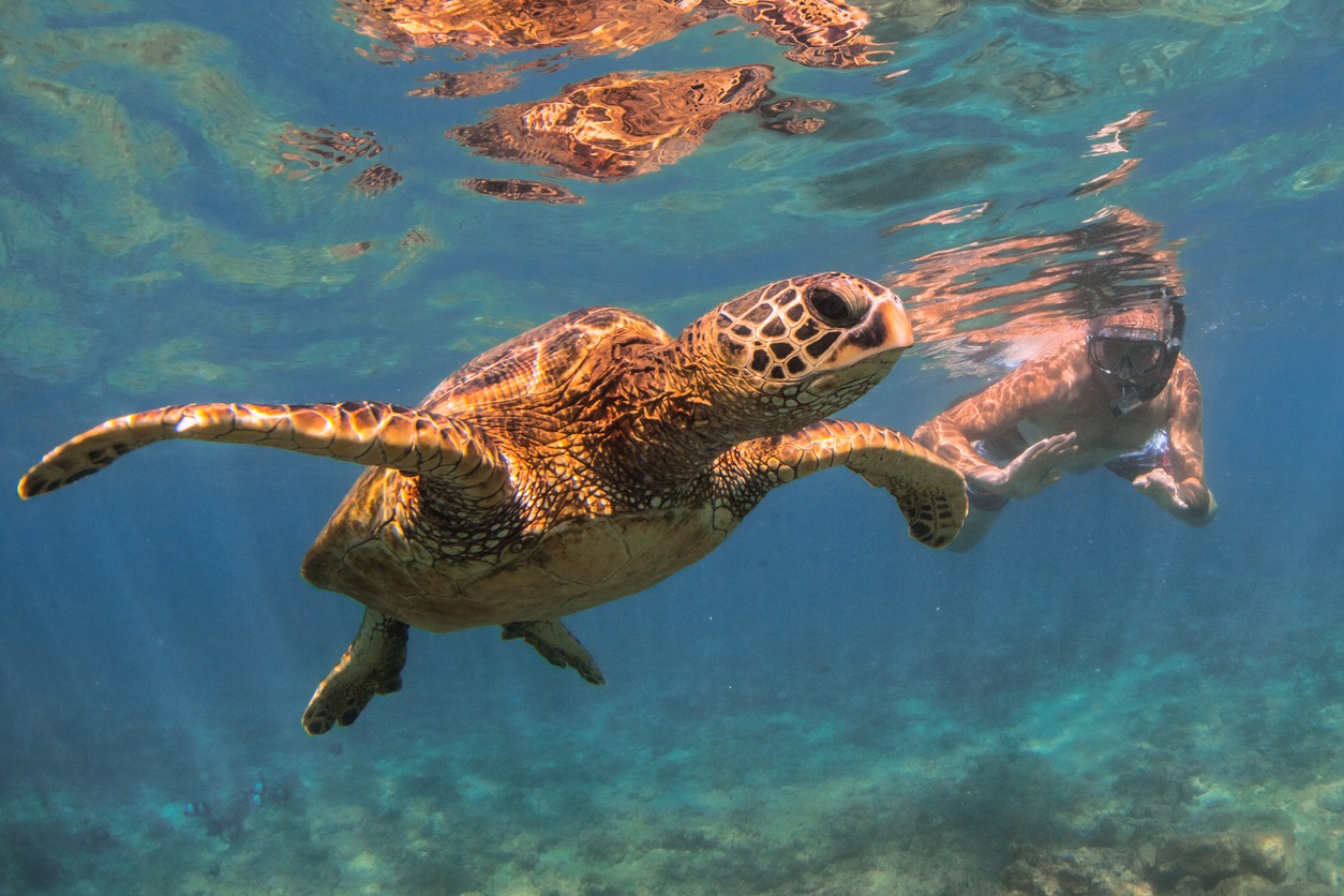 Hawaiian Green Sea Turtle