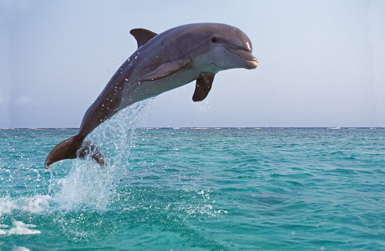 Bottlenose Dolphin, tursiops truncatus