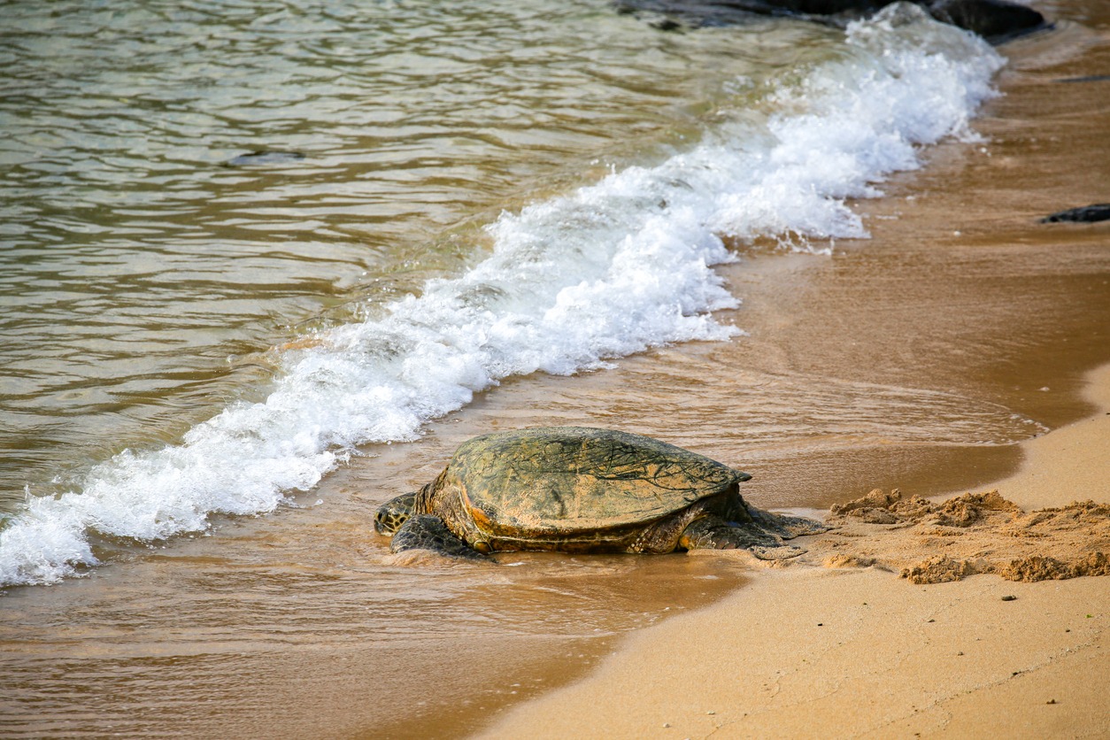 Hawaiian green sea turtle on the island of Maui