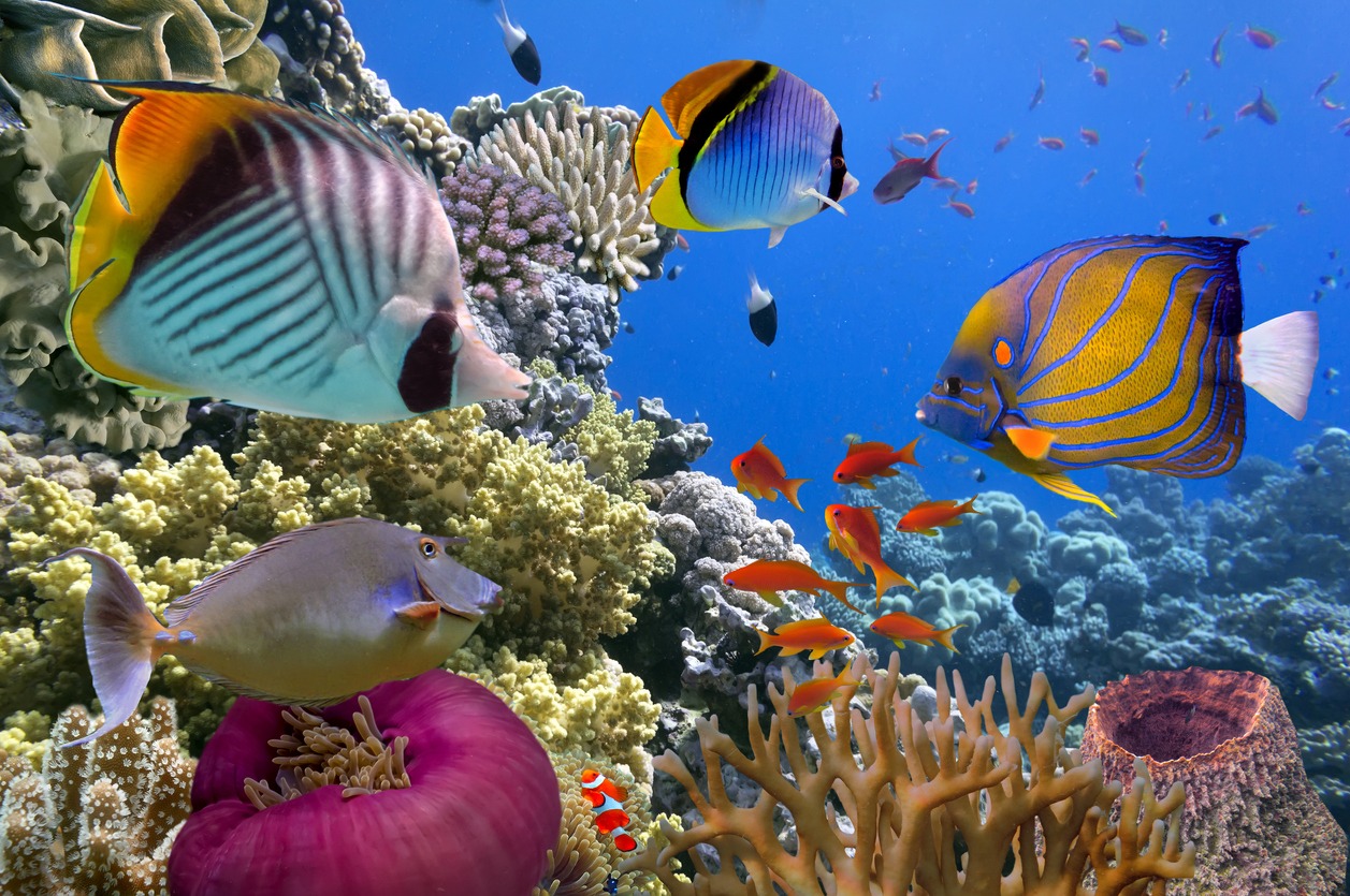 Coral Reefs and Fish