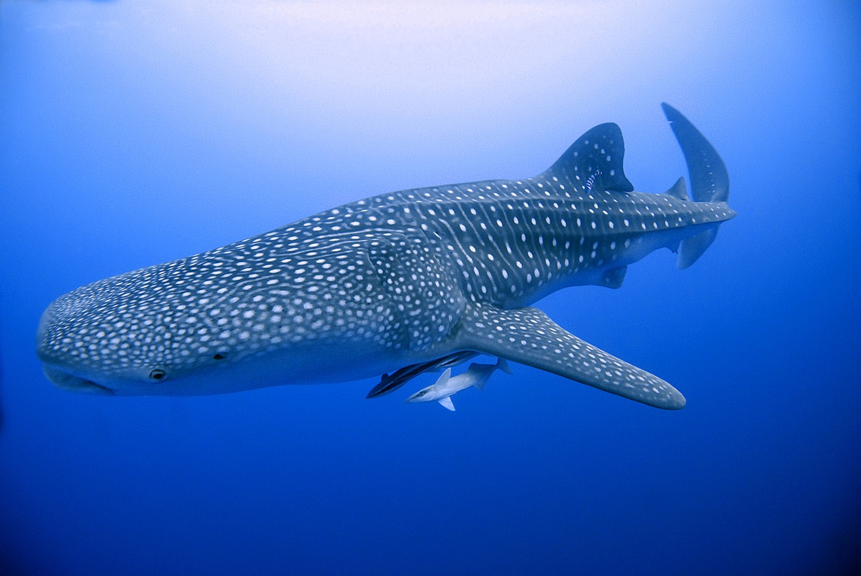Whale Sharks