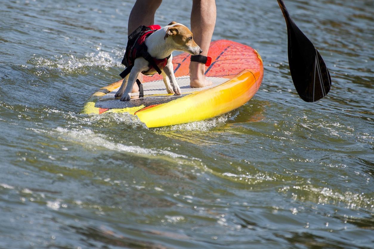 Man practicing paddle surf with her dog on the surfboard