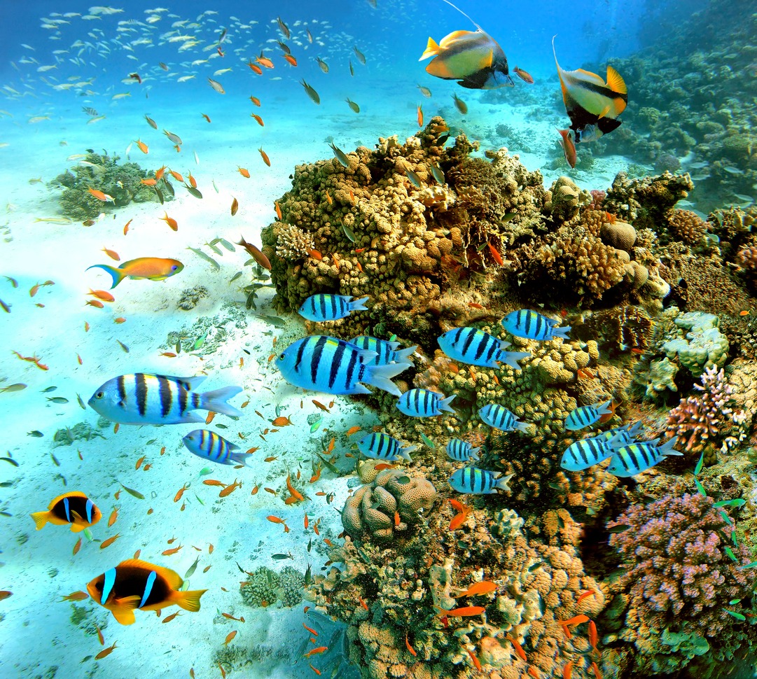Exotic fishes and coral reef of the Red Sea