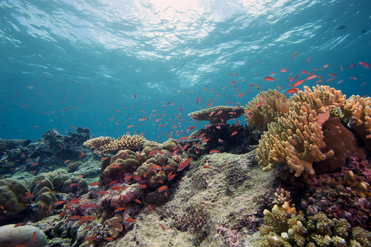Healthy Tropical Coral Reef