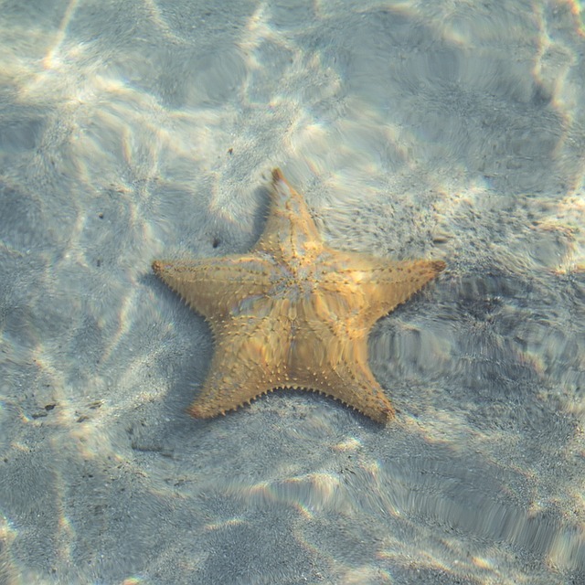 starfish underwater snorkeling