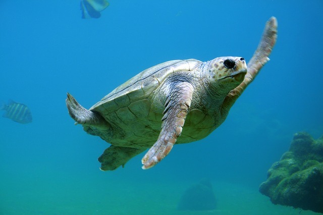 turtle-underwater-while-snorkeling