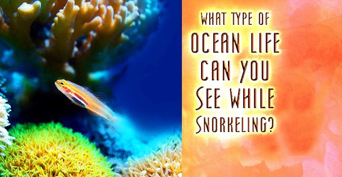 What Type of Ocean Life Can You See While Snorkeling2