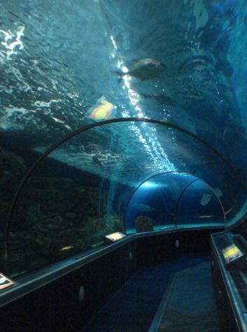 Sea Life aquarium in the Mall of America