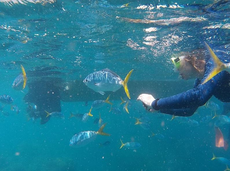 A person snorkeling with colorful fish