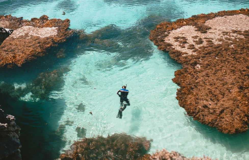 a man in a wetsuit snorkeling near corals