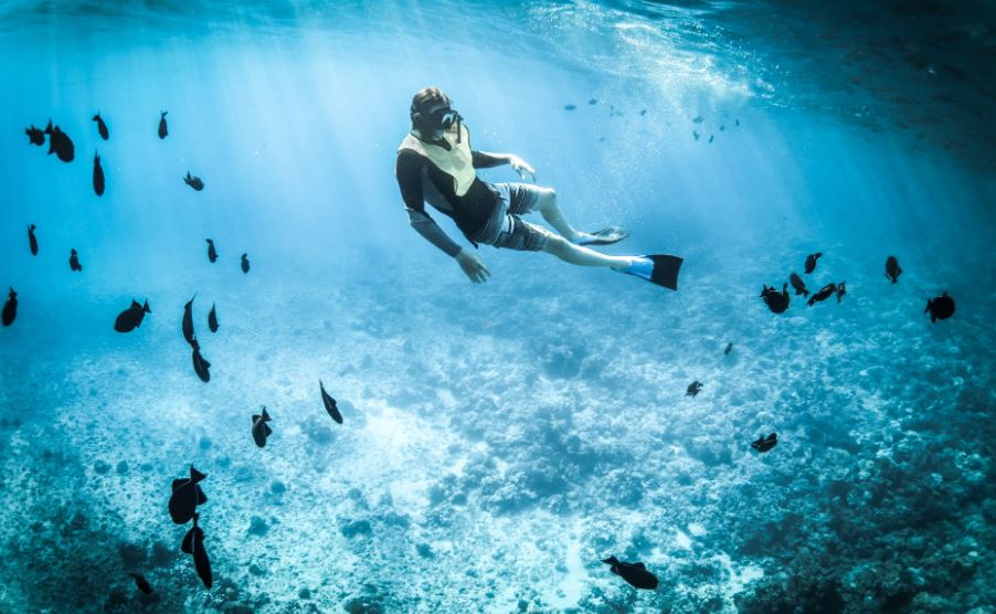 a person snorkeling surrounded by fish and corals