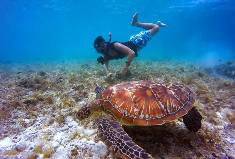 a person with an underwater camera snorkeling near a turtle